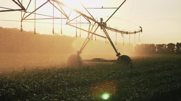 Agricultural Irrigation System Watering Cornfield at Sunset