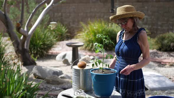 A beautiful old woman gardener potting an organic tomato plant in a sunny backyard vegetable garden.