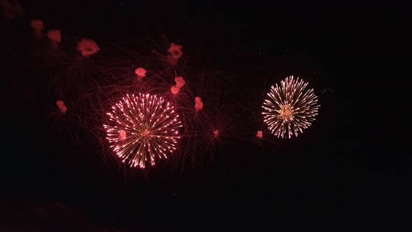 Real Firework Close Up on Deep Black Background Sky on Fireworks Festival Before New Year Party