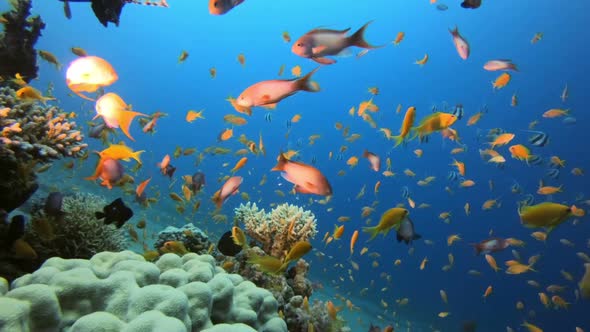 Colorful Underwater Reef