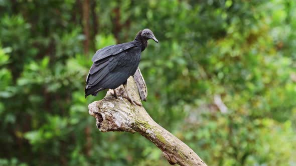 Black Vulture (coragyps atratus) Portrait, Costa Rica Wildlife and Birds, Perched on a Branch, Boca