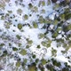 Rocky Primeval Forest   Top Down Drone Shot - VideoHive Item for Sale
