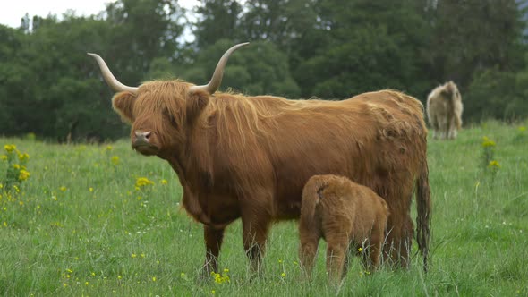 A cow with its calf on a green pasture