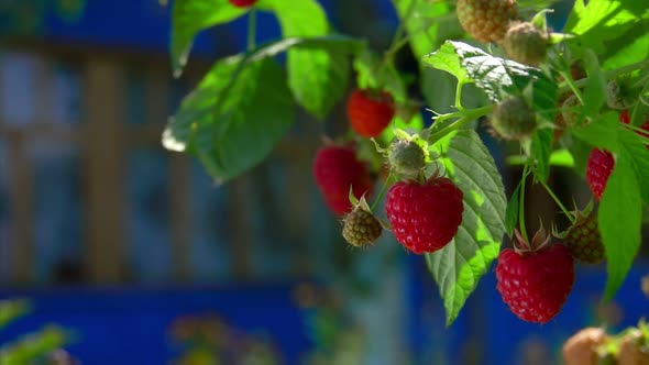 Panorama of the Ripe Juicy Raspberries on the Background of the Blue Wall