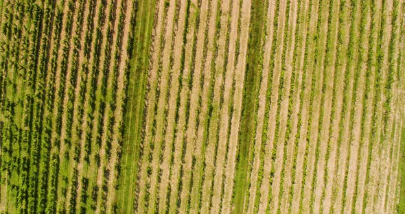 Aerial View of Vineyard Vide Production