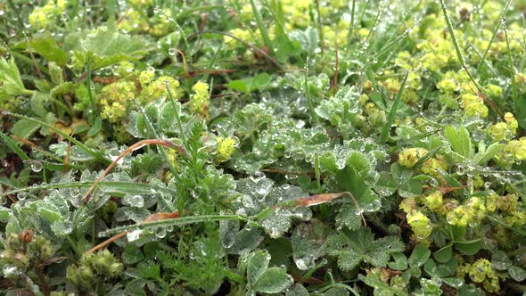 Water Dew Droplets on Mixed Wild Meadow Herbs