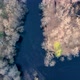 Aerial View of the River Between the Pines - VideoHive Item for Sale