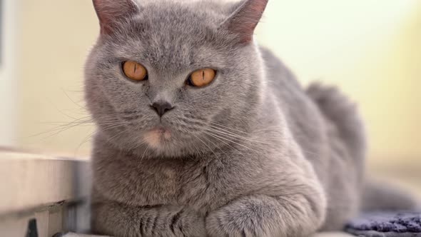 The Cat a British Lopeared Breed Sits Quietly Resting on the Stairs in the Yard