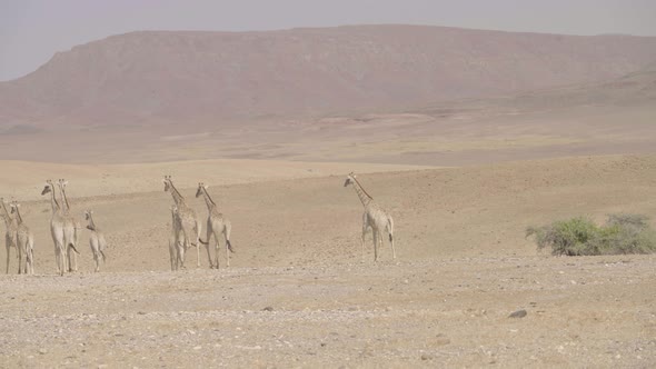 Desert Giraffes Walking Through Desert