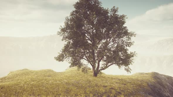 Panoramic Landscape with Lonely Tree Among Green Hills