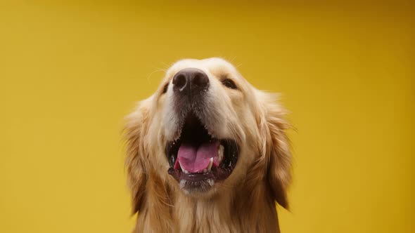 Golden Retriever Barking on Yellow Background Gold Labrador Dog Breathing with Open Mouth and Tongue