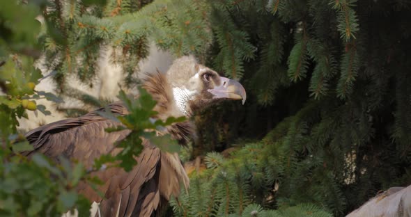 Cinereous Vulture Aegypius Monachus is a Large Raptorial Bird