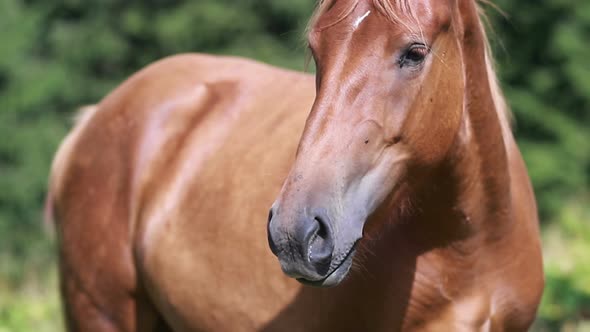 Horses grazed on a mountain pasture against mountains.