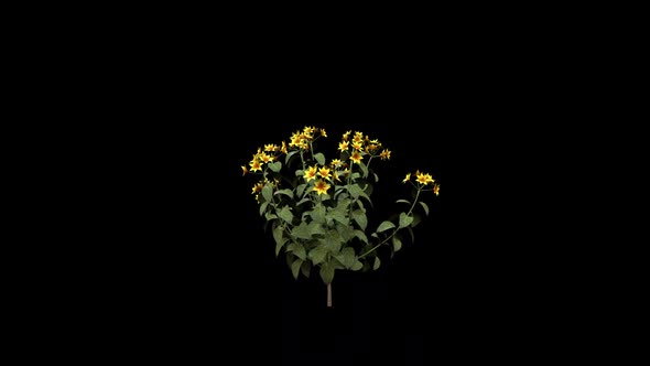 Weigela Flower Growing alt