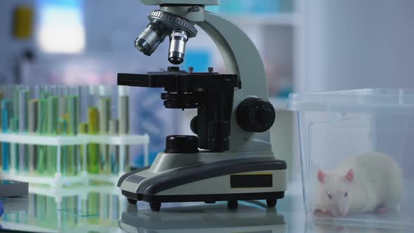 Chemist Taking Liquid Sample Examining Through Microscope, Laboratory Research