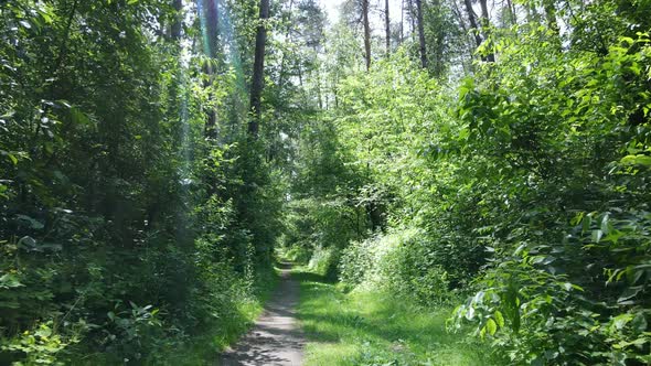 Trees in the Forest By Summer Day