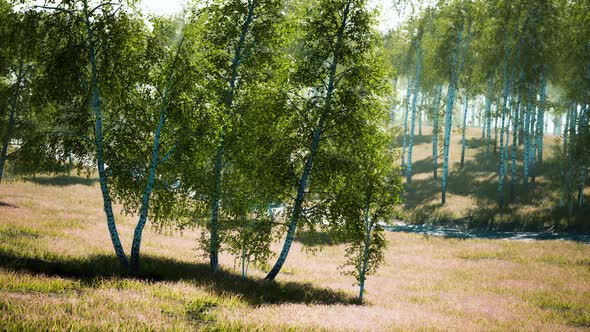 Birch Forest in Sunlight in the Morning