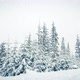Beautiful Fluffy Snow Tree Branches - VideoHive Item for Sale