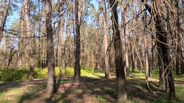 Walking Through the Forest with Pine Trees During the Day POV Slow Motion