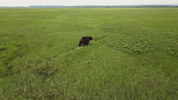 Drone View of a Brown Bear Running Across a Swampy Area Among the Grass