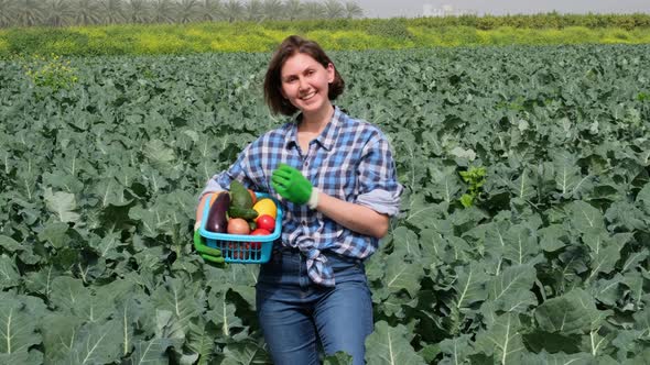 Young Woman Works in Agriculture and Collects Vegetables in the Fields