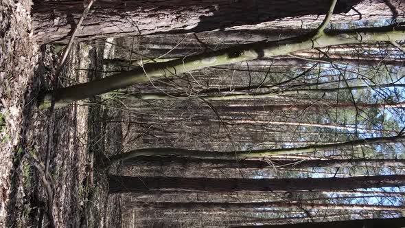 Vertical Video of Trees in a Pine Forest Slow Motion