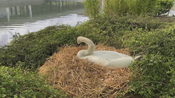 Swan sitting on a hay nest made by volunteers in a park. Second swan swims by and observes.