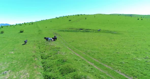 Flight Over Wild Horses Herd on Mountain Meadow