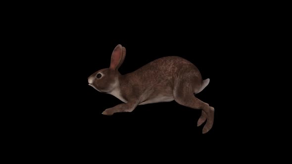Wild Rabbit Run alt