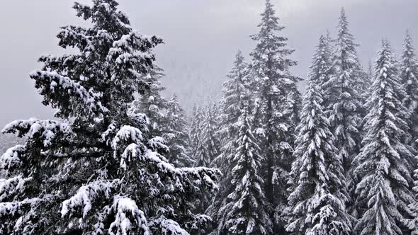 Flying over snow covered forest in Oregon