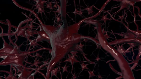 Nervous System With Impulses Loop 4k