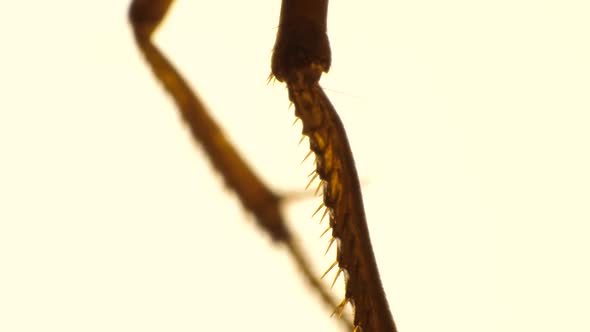 Legs of an Insect