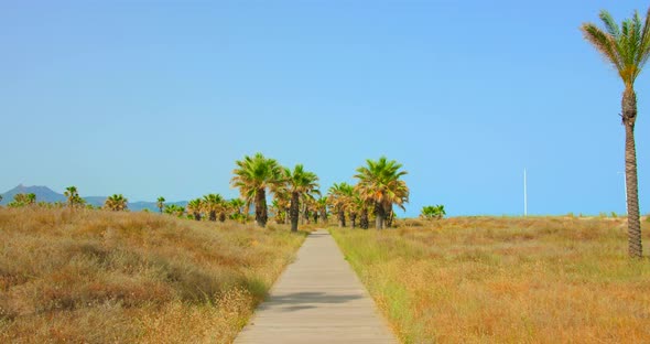 Tilt down shot of wooden promenade near the sea shore with rows of palm trees on both sides on a bri