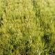 Aerial Wheat - VideoHive Item for Sale
