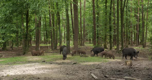 Wild Boars In The Woods 