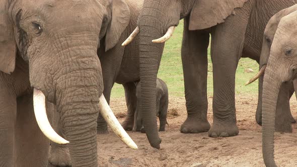 African elephant (Loxodonta africana) family with calf playing between them, Addo Elephant N.P.