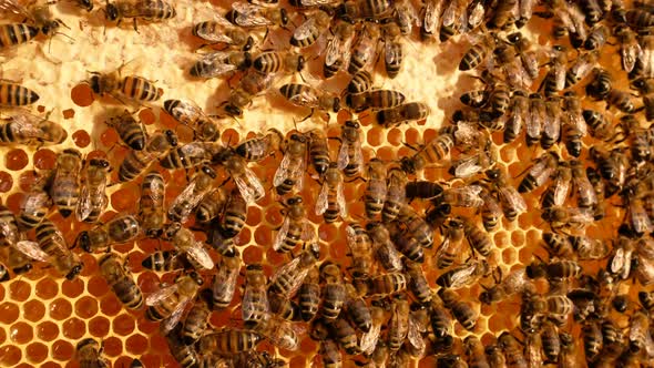 Honey Bees