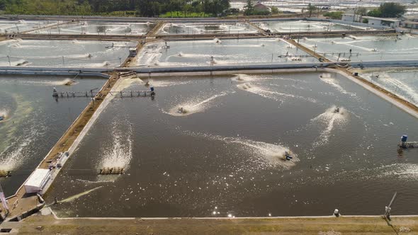 Shrimp Farming in Indonesia