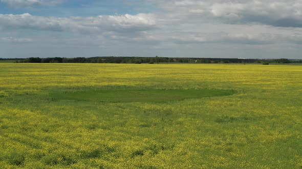Low quadcopter flight over a field of yellow flowering rapeseed. Trees with green leaves.