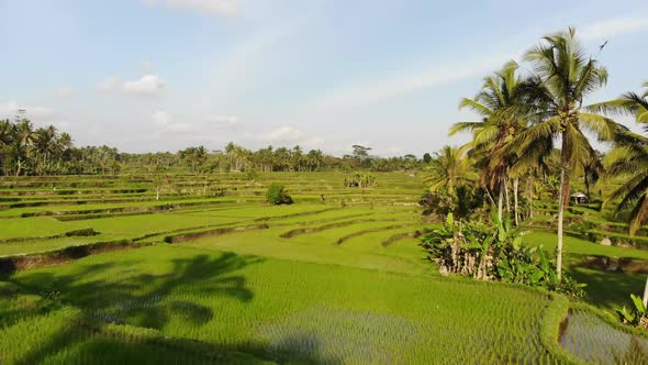 Drone shot of a rice field in the morning in Bali, Indonesia.