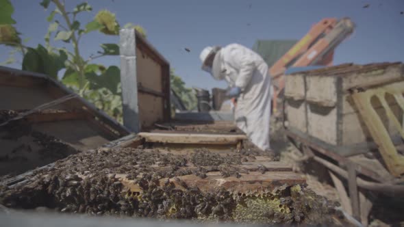 Honeybee swarm close up and beekeeper