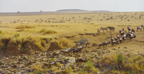 Zebras and gnus in the safari