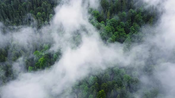 Mystical and Misty Forest in Rainy Weather at Dawn From a Aerial Bird's Eye View