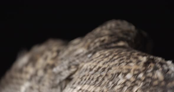 Close Up View of an Owl Flapping Its Wings Predator Bird in the Studio