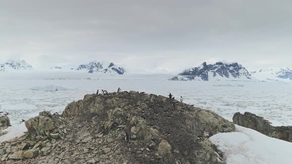 Antarctica Gentoo Penguin Rock Coast Aerial View