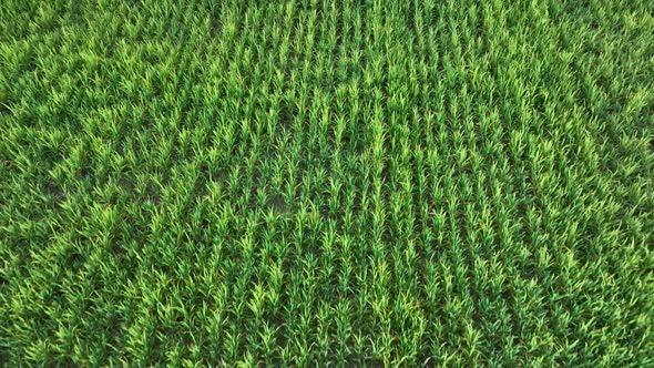 Farm Background Texture 4 K Aerial View