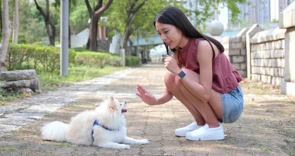 Pomeranian Dog Playing with Pet Owner at Outdoor