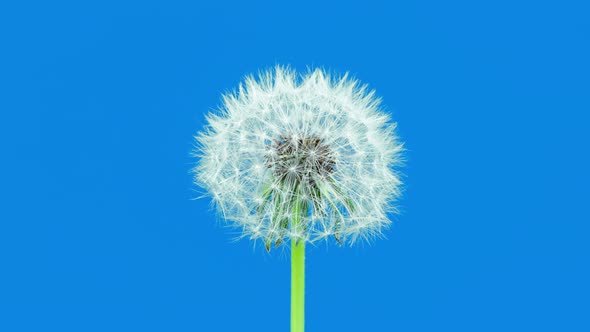 Dandelion Seed Blossom Timelapse on a Blue Background. Blossoming White Dandelion. Fluffy Flower 