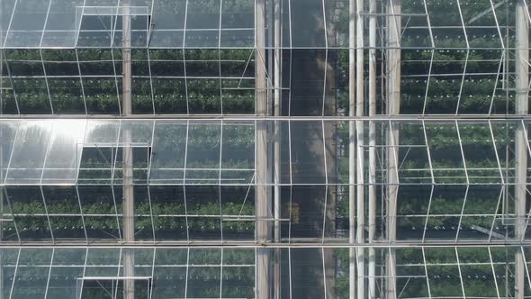 Flying Over Glass Greenhouses Growing Plants in Large Industrial Greenhouses View From a Height