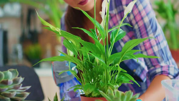 Closeup of Spraying Houseplant